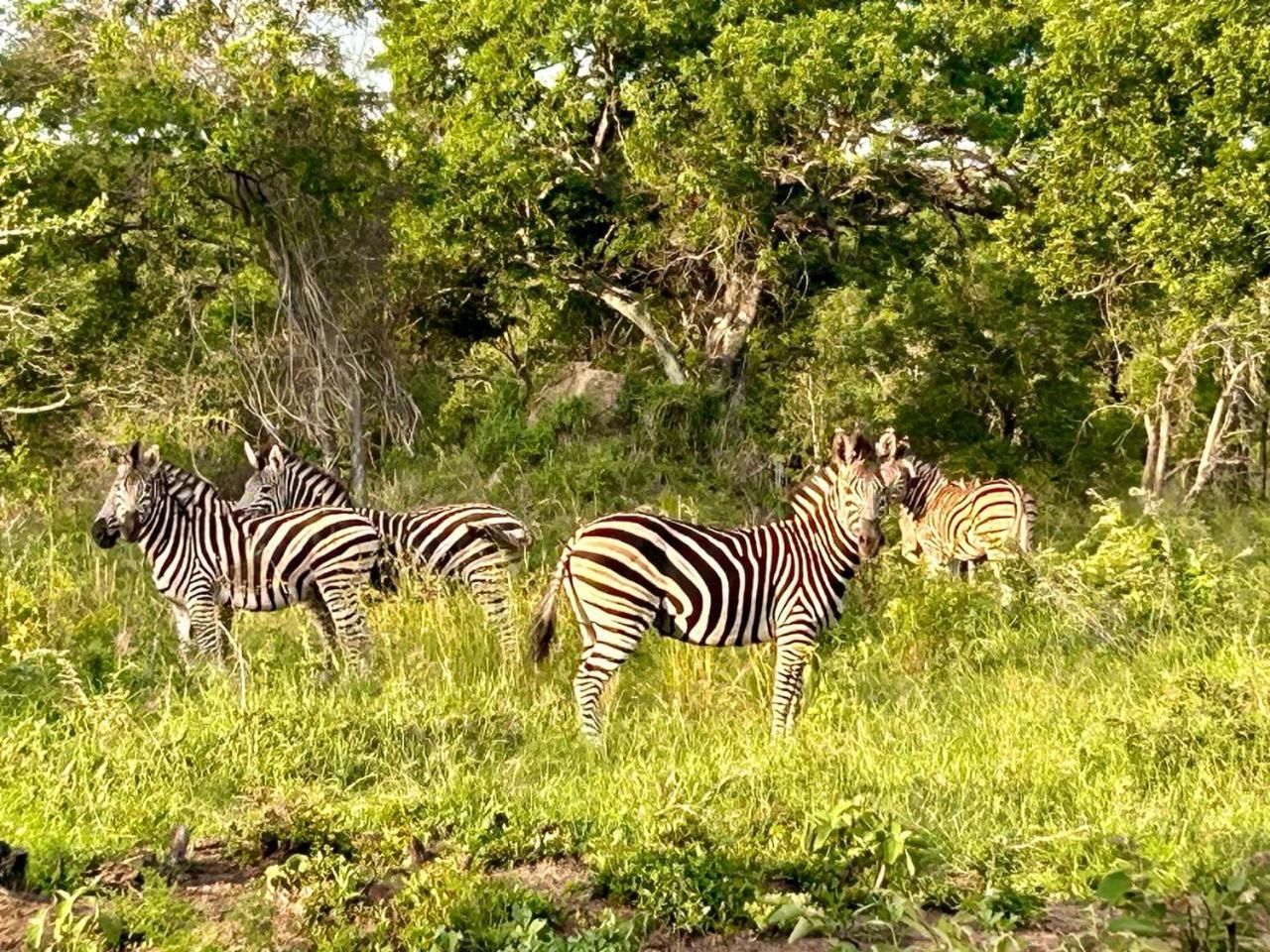 Am Lodge - Hoedspruit Ngoại thất bức ảnh