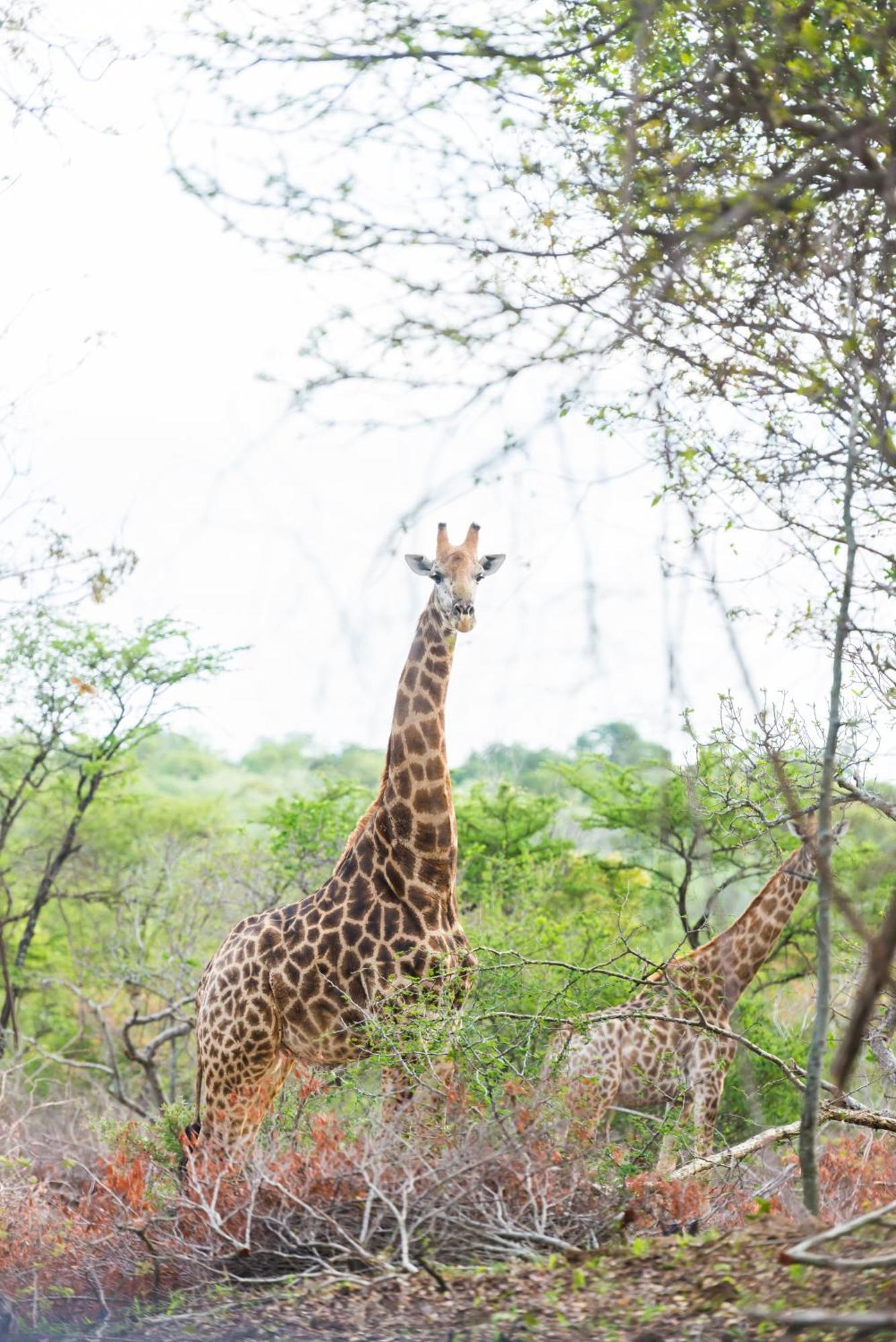 Am Lodge - Hoedspruit Ngoại thất bức ảnh